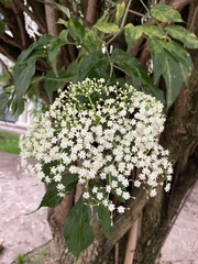 Sambucus