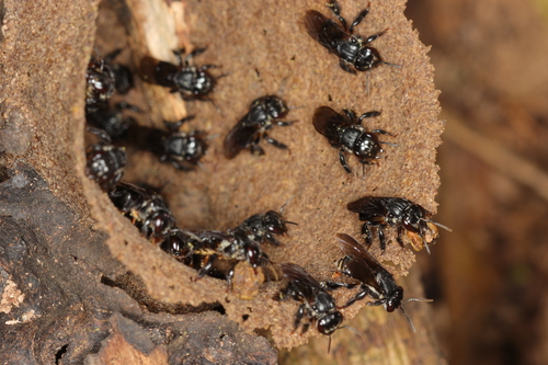 Two-spotted Robust-Stingless bee