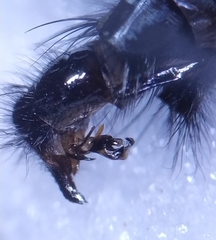 Sarcophaga variegata