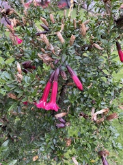 Cantua buxifolia