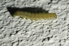 Noctua fimbriata