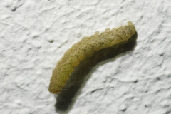 Noctua fimbriata