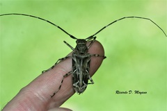 Macropophora accentifer
