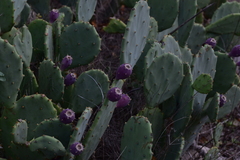 Opuntia anahuacensis