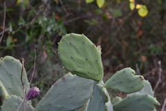 Opuntia anahuacensis
