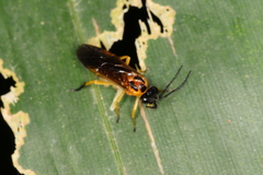 Sterictiphorinae