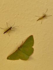 Chlorocoma cadmaria