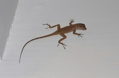 Anolis