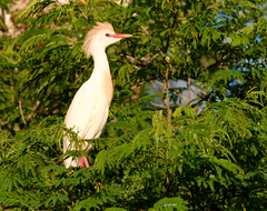 Bubulcus ibis