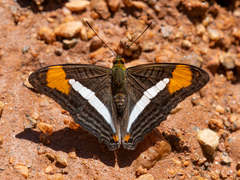 Adelpha abia