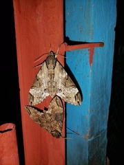 Psilogramma discistriga