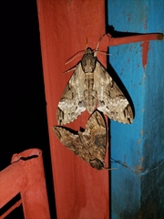 Psilogramma discistriga