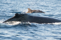Steno bredanensis