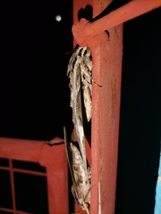 Psilogramma discistriga