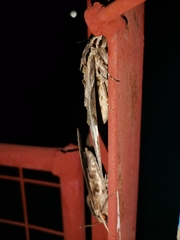 Psilogramma discistriga