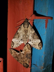 Psilogramma discistriga