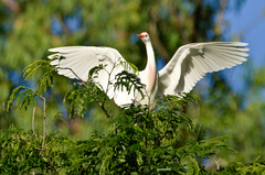 Bubulcus ibis