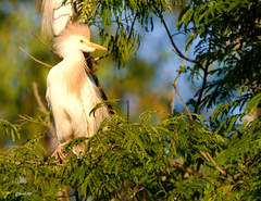 Bubulcus ibis