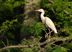 Bubulcus ibis