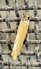 Philobota hypocausta