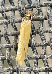 Philobota hypocausta
