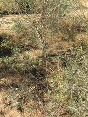 Prosopis pubescens