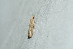 Luceria oculalis