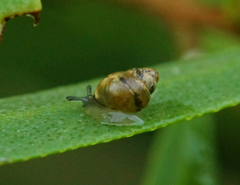 Tornatellinops mastersi