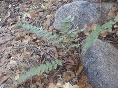 Myriopteris tomentosa image