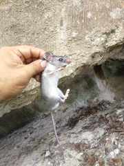 Ototylomys phyllotis