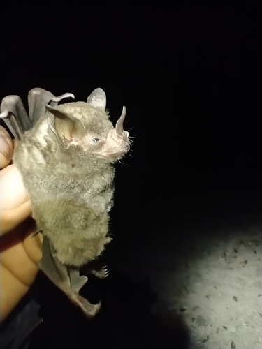 Sowell's Short-tailed Bat