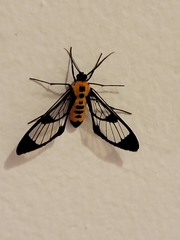 Cosmosoma dorsimacula