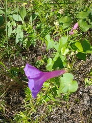 Ipomoea mitchelliae