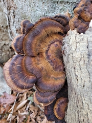 Ischnoderma resinosum