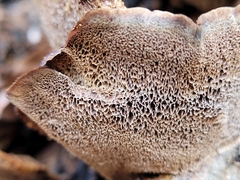 Ischnoderma resinosum