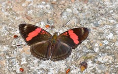 Adelpha lycorias lycorias