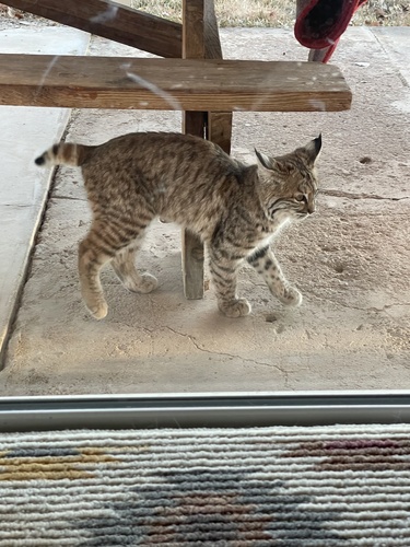 Bobcat photographed in New Mexico