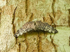 Hamadryas feronia