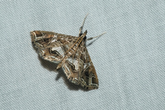 Paracymoriza vagalis