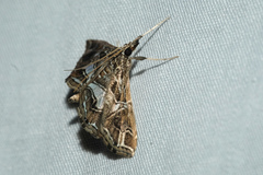 Paracymoriza vagalis