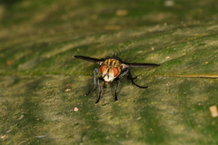 Jurinella
