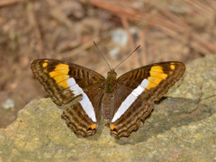 Adelpha malea goyama