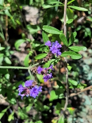 Verbena intermedia
