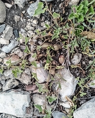 Aristolochia versabilifolia