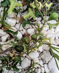 Aristolochia versabilifolia