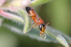 Hylaeus perrufus