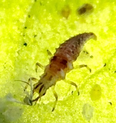 Chrysoperla comanche