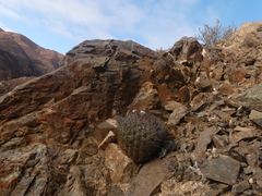 Eriosyce rodentiophila