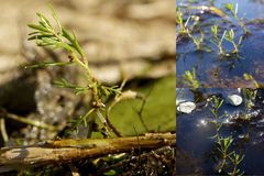 Proserpinaca pectinata