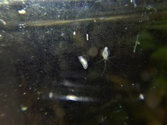 Macrostomum